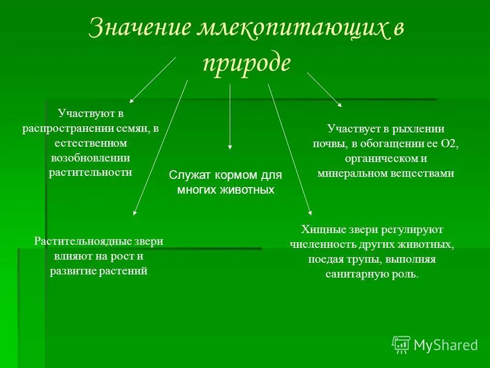Какого значение млекопитающих для человека. Какого значение млекопитающих для человека. Схема значение млекопитающих. Роль млекопитающих в природе. Значение млекопитающих.