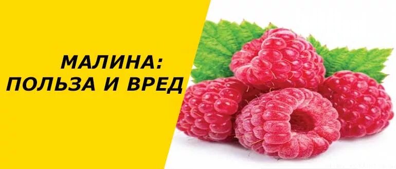 Свежая малина польза и вред. Свежая малина польза и вред. Полезные качества малины. Чем полезна малина. Чем полезна малина.