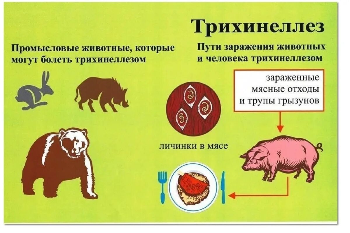 Почему болит мясо. Трихинеллез источник заражения. Трихинеллез вид гельминта. Профилактика трихинеллеза свиней. Трихинеллез способ заражения.