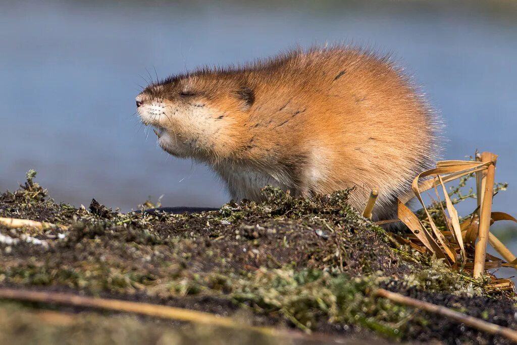 Ондатра (Ondatra zibethicus). Ондатра мускусная крыса. Крыса ондатра мускусная ондатра. Ондатра (Ondatra zibethicus) Камчатка. Известно что ондатра полуводное млекопитающее отряда грызунов