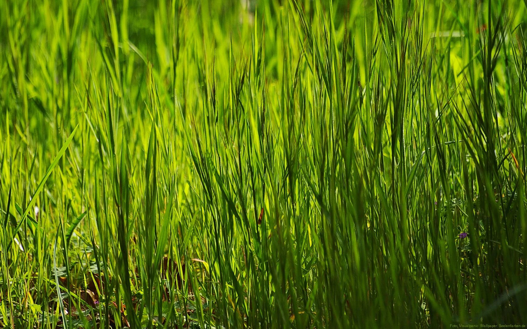 Густая зелень число. Трава. Заросли травы. Высокая трава. Трава фон.