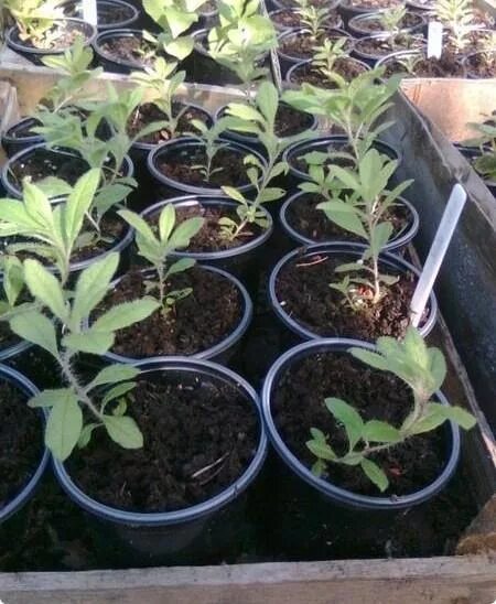 рододендрон саженец на 1с. рододендроны рассада. рододендроны рассада. сеянцы рододендрона. ростки рододендрона.