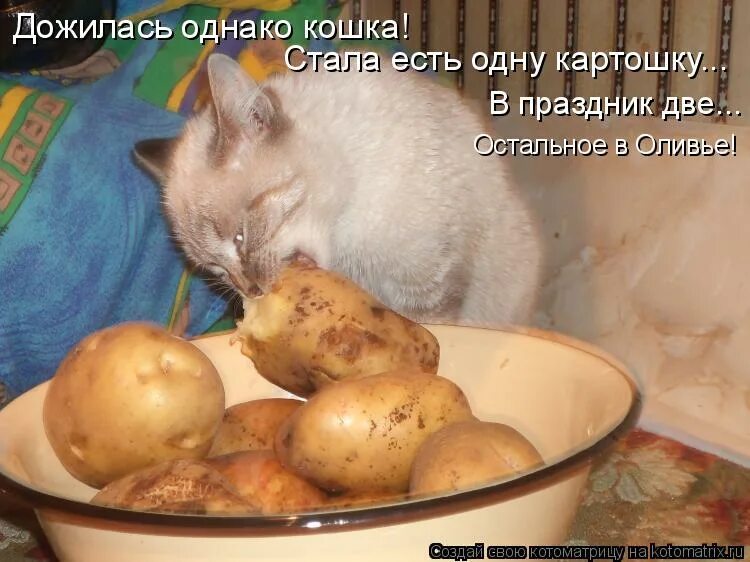 Есть картошку на ночь. Кот картошка. Смешной картофель. Коты которые едят картошку. Кот чистит картошку.