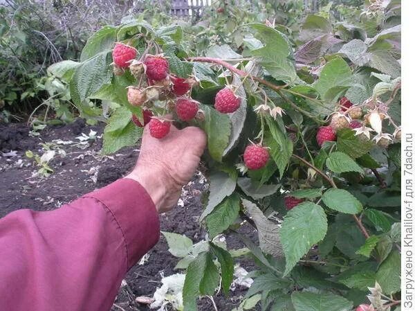 Малина новость кузьмина описание сорта отзывы. Сорт малины Кузьмина. Малина сорт несравненная. Сорт малины новость Кузьмина. Малина ремонтантная новость Кузьмина.