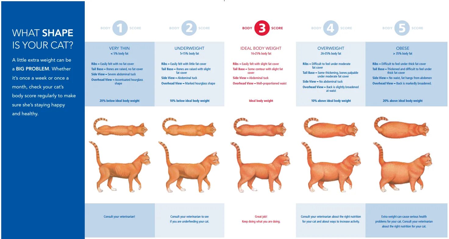 Средний размер кошки. Как определить нормальный вес кота. Ожирение кота таблица. Вес и Возраст кота. Нормальный вес кошки таблица по возрасту.