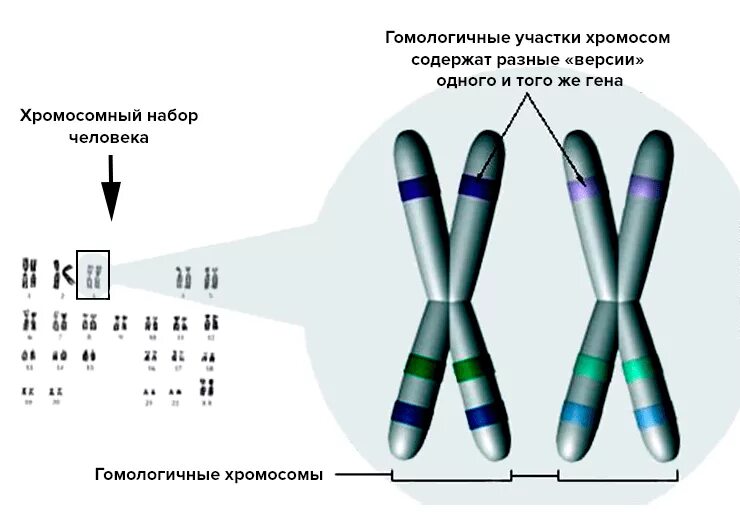 Вторая х хромосома