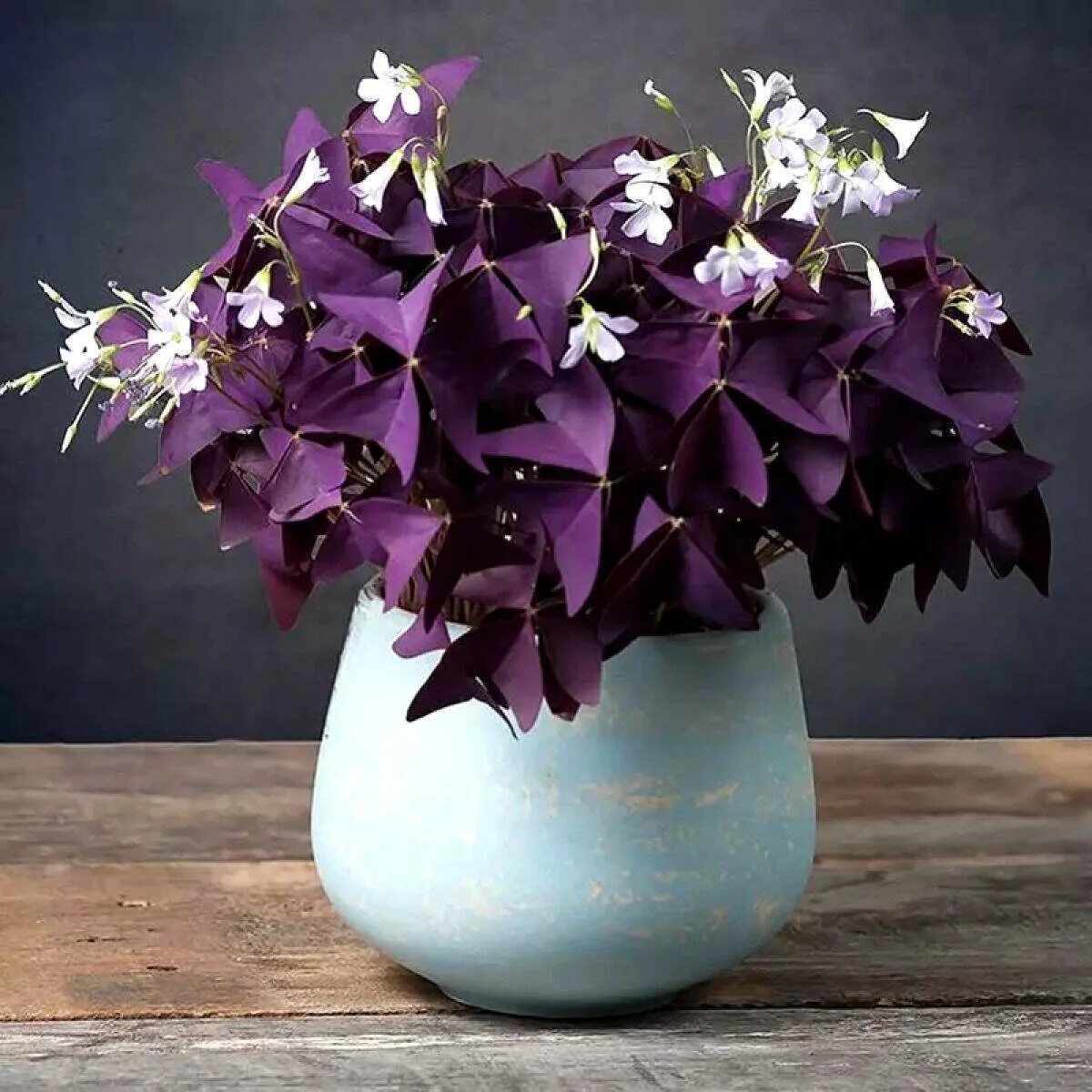 Кислица оксалис. Кислица треугольная (Oxalis triangularis). Кислица фиолетовая оксалис. Кислица (оксалис) (Oxalis). Домашние цветы бабочки