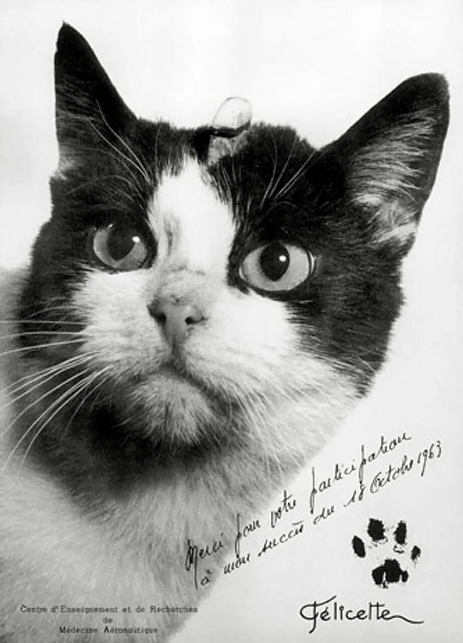 Фелисетта. 18 Октября 1963 года Франция кошка Фелисетт. Кошка Фелисетт. Кот космонавт Фелисетт. 1 кошка в космосе