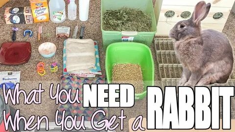 I got a rabbit