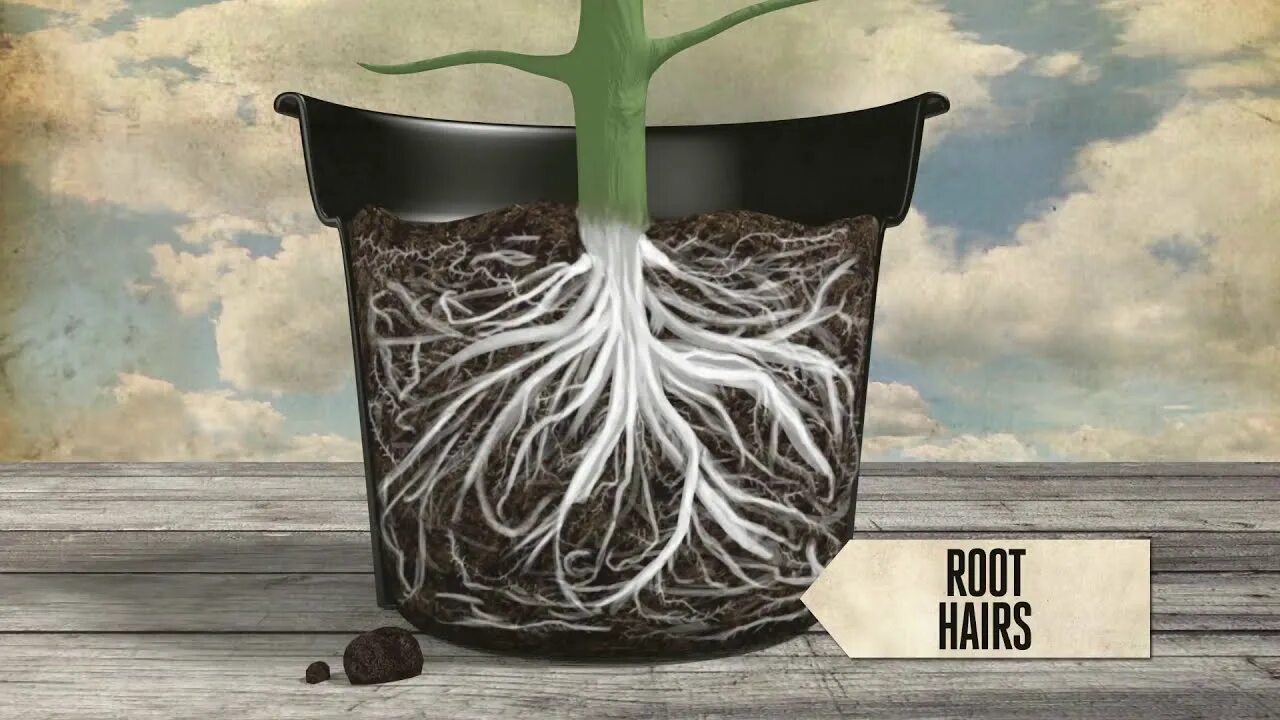 Обои вода на растения х. Plant root. Desert Plant roots. Plant root secretions. Planting the roots