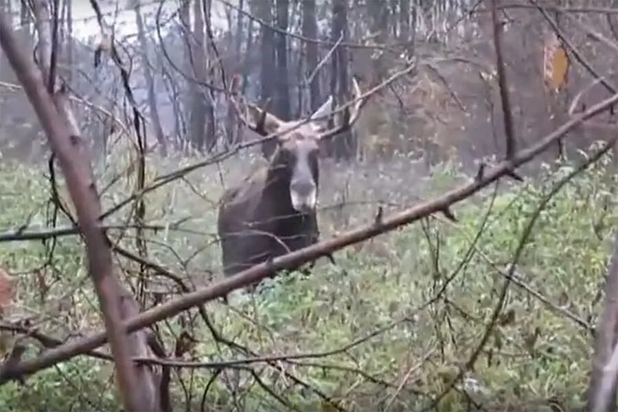 Что делать если встретил лося в лесу. Лось с семейкой. Встретили лося. Встреча с лосем в лесу. Лось лосиха лосенок.