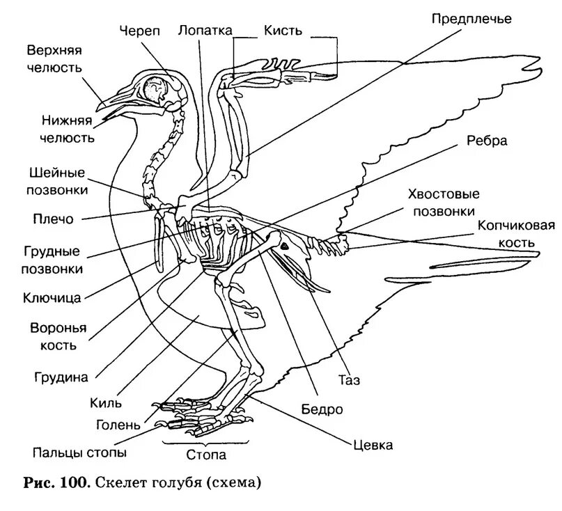 Строение скелета сизого голубя. Отделы скелета сизого голубя. Строение скелета птицы голубя. Скелет птицы спереди. Цевка хордовые