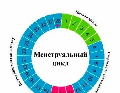 Через сколько после окончания месячных наступает овуляция