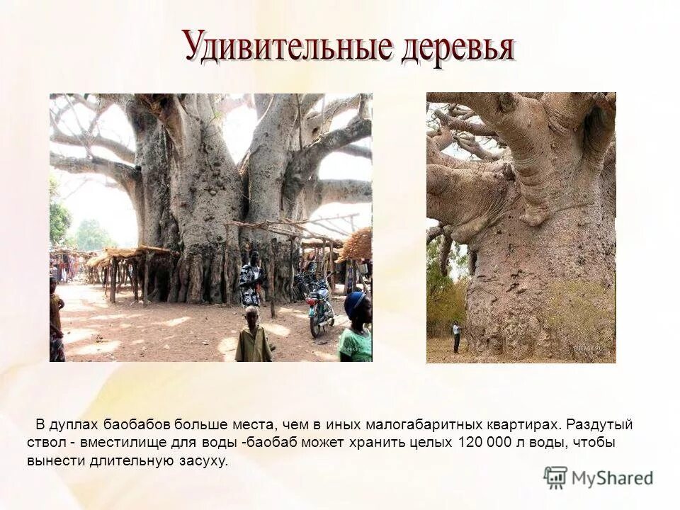 Какие деревья долго живут и сколько. Деревья и продолжительность их жизни таблица 1 класс. Клен продолжительность жизни дерева 1 класс окружающий мир. Деревья долгожители названия и возраст. Срок жизни деревьев таблица.