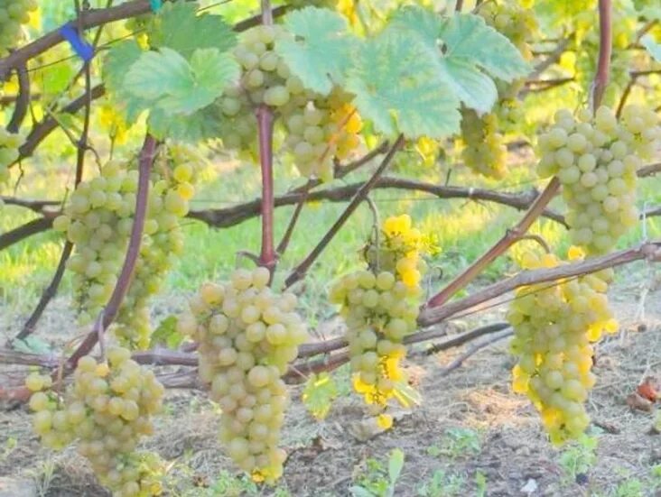 сорт винограда кристалл. виноград кристалл описание сорта. виноград сорт кристалл отзывы. виноград плодовый кристалл. виноград плодовый кристалл.