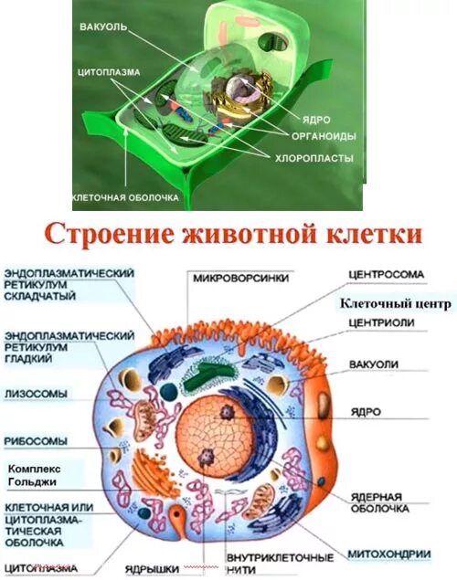Клеточное строение организмов. Структурные единицы клетки. Строение клетки животных. Животная клетка.