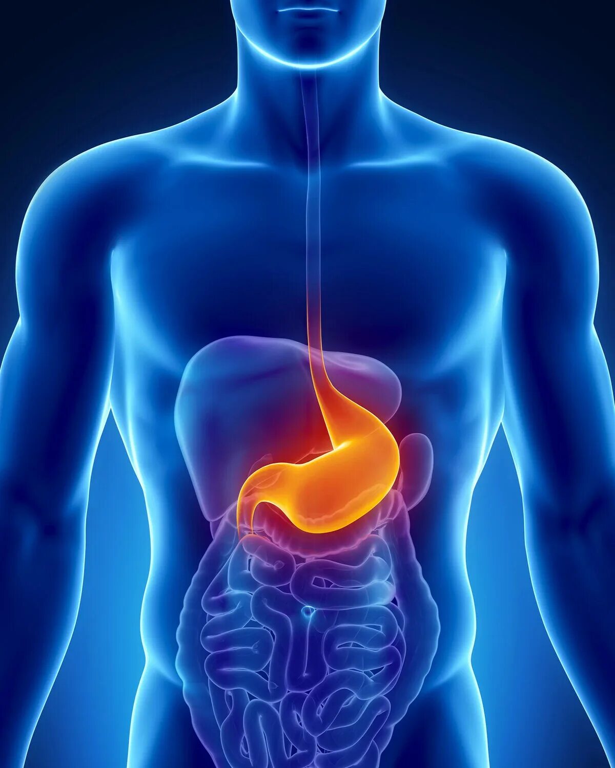 Печень влияет на желудок. Гепатит брюшной полости. Здоровые органы картинки.