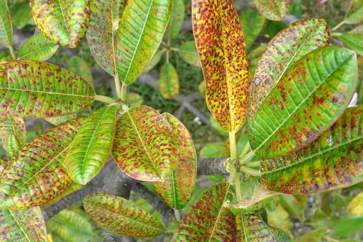 Common plants. Болезни листьев плюмерии. Плюмерия ржавчина. Плюмерия ожог листьев. Фотобанк болезнь растения.