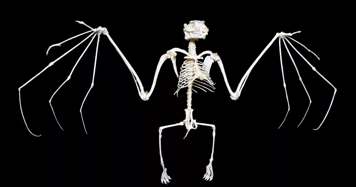 Скелет крылана. Скелет рукокрылых. Скелет летучей мыши. Киль летучей мыши.