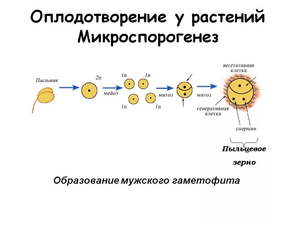 Образование женского гаметофита. Образование мужского гаметофита у покрытосеменных. Схема образование мужского гаметофита у покрытосеменных растений. Формирование мужского гаметофита пыльцевого зерна. Образование мужского гаметофита у цветковых растений.