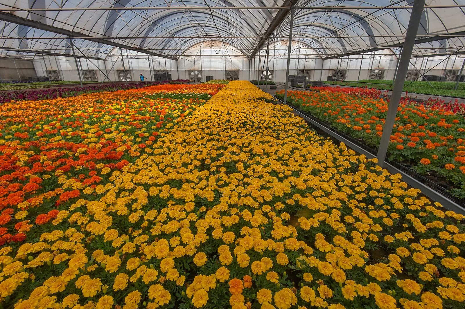 Рассада цветов оптом. Цветы Эквадор Greenhouses. Тюлячи теплица Цветочная. Бархатцы.