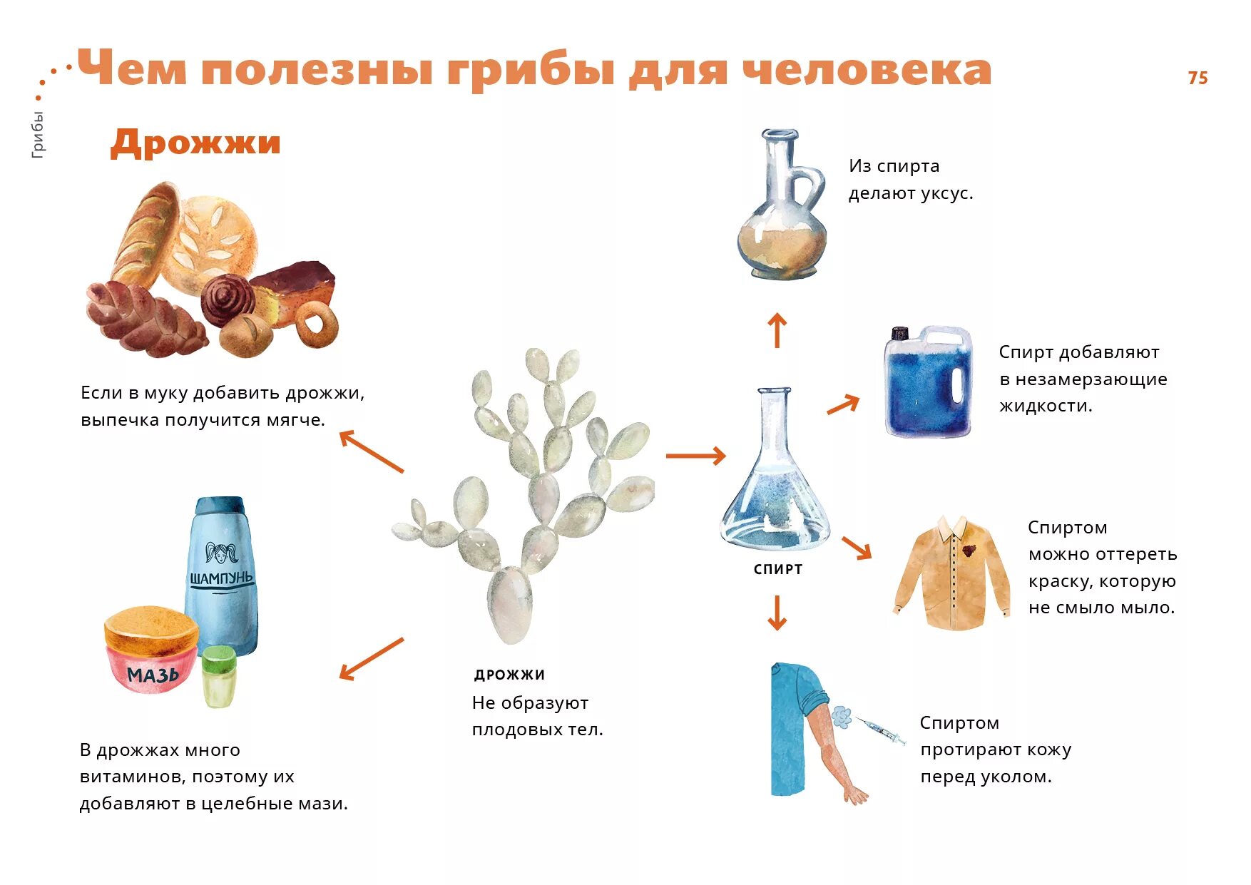 Вредные и полезные дрожжи. Полезные элементы в дрожжах. Чем полезны грибы для человека. Полезные для человека возможности грибов. Дрожжи живут там где