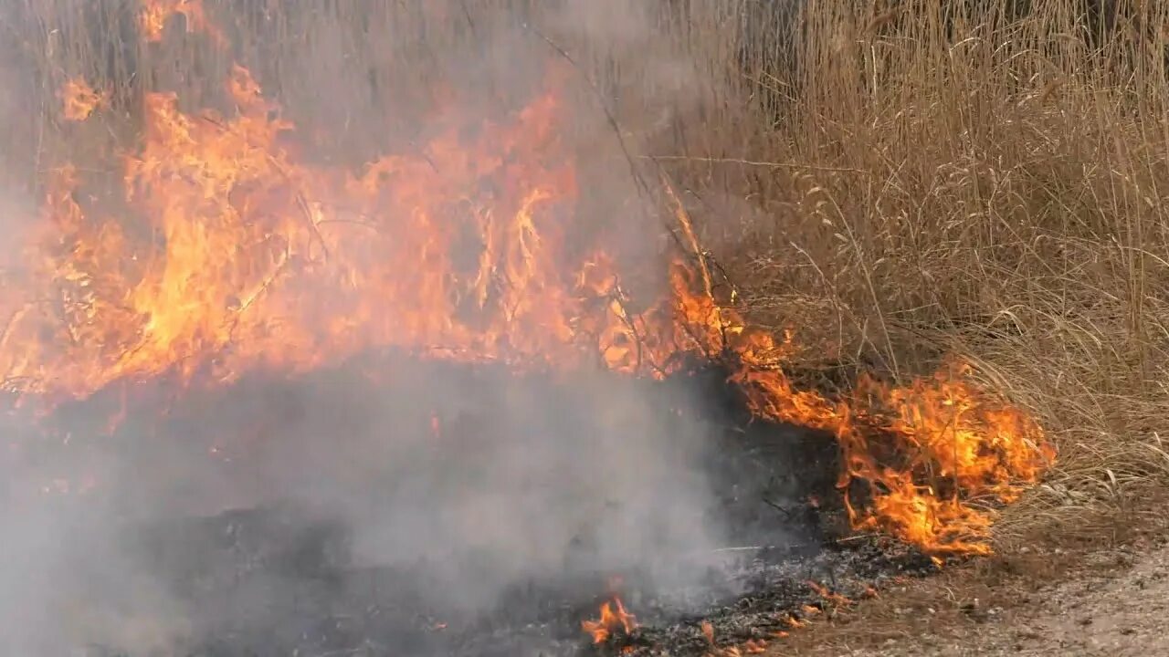 Горит костер. Горит сухая трава. Горение. Горение сухой травы фото. Сухое горение