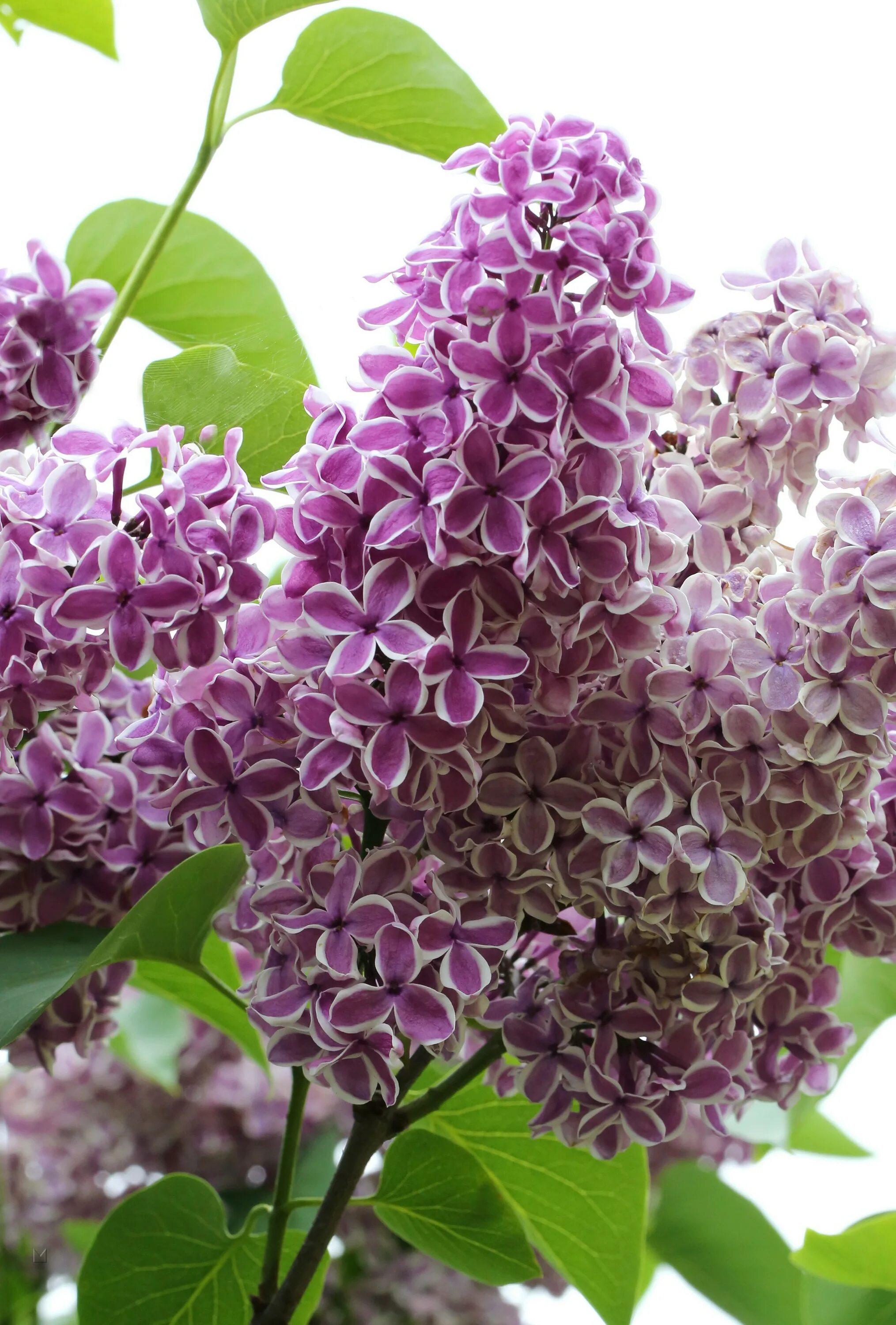 Какой формы сирень. Сирень Syringa vulgaris. Сирень vulgaris Sensation. Сирень обыкновенная Syringa vulgaris "Sensation". Syringa vulgaris сенсация.