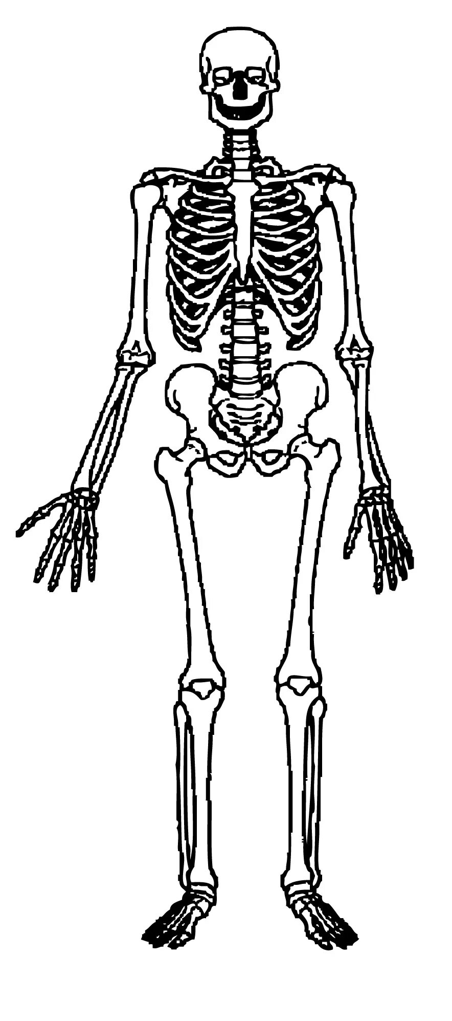 Скелет. Человеческий скелет. Скелет рисунок. Раскраска скелет.