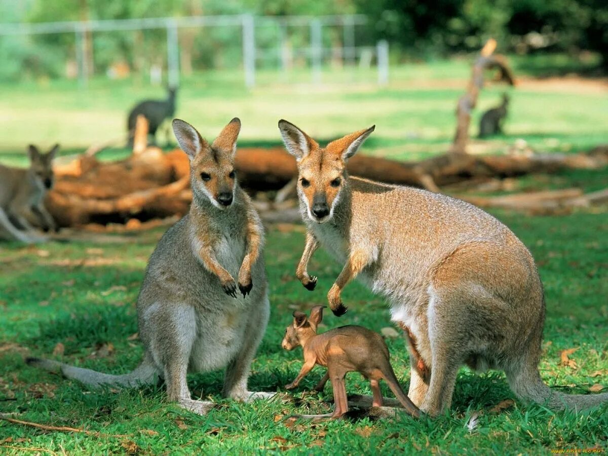 Сколько живут все животные. Кенгуру в Австралии. Кенгуру животное Австралии. Сумчатые кенгуру. Кенгуру сумчатое животное.