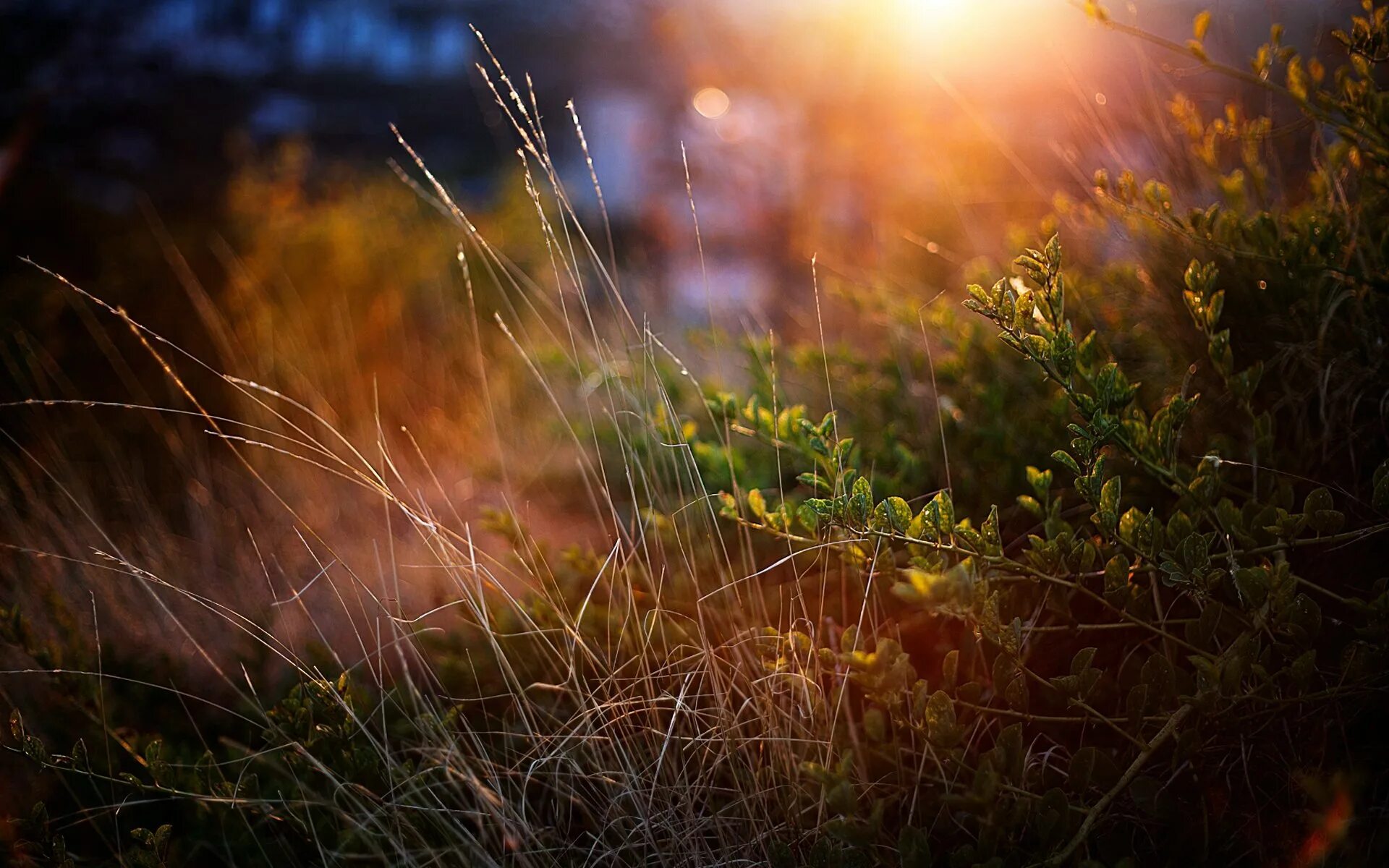 Лучи солнца. Трава в лучах солнца. Осенняя трава. Трава на закате. Красочный вечер