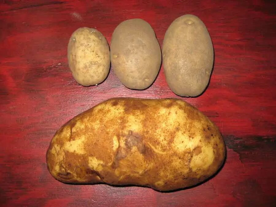 Сорт картошки Айдахо. Сорт картофеля голландка. Картофель Геншин. Картофель сорт Кузьмиченко.