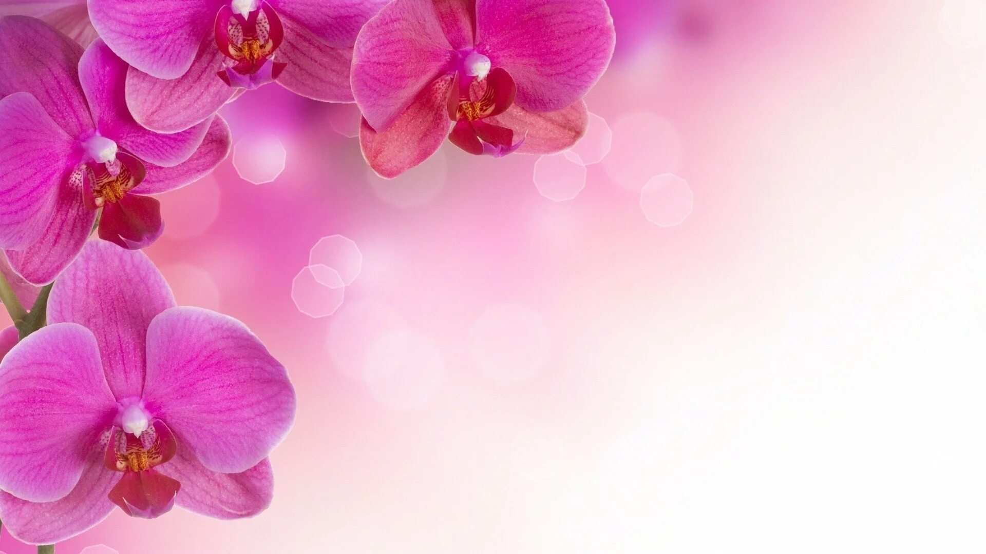 Фон с цветами. Цветок орхидеи. Обои на рабочий стол орхидеи. Орхидея на розовом фоне.