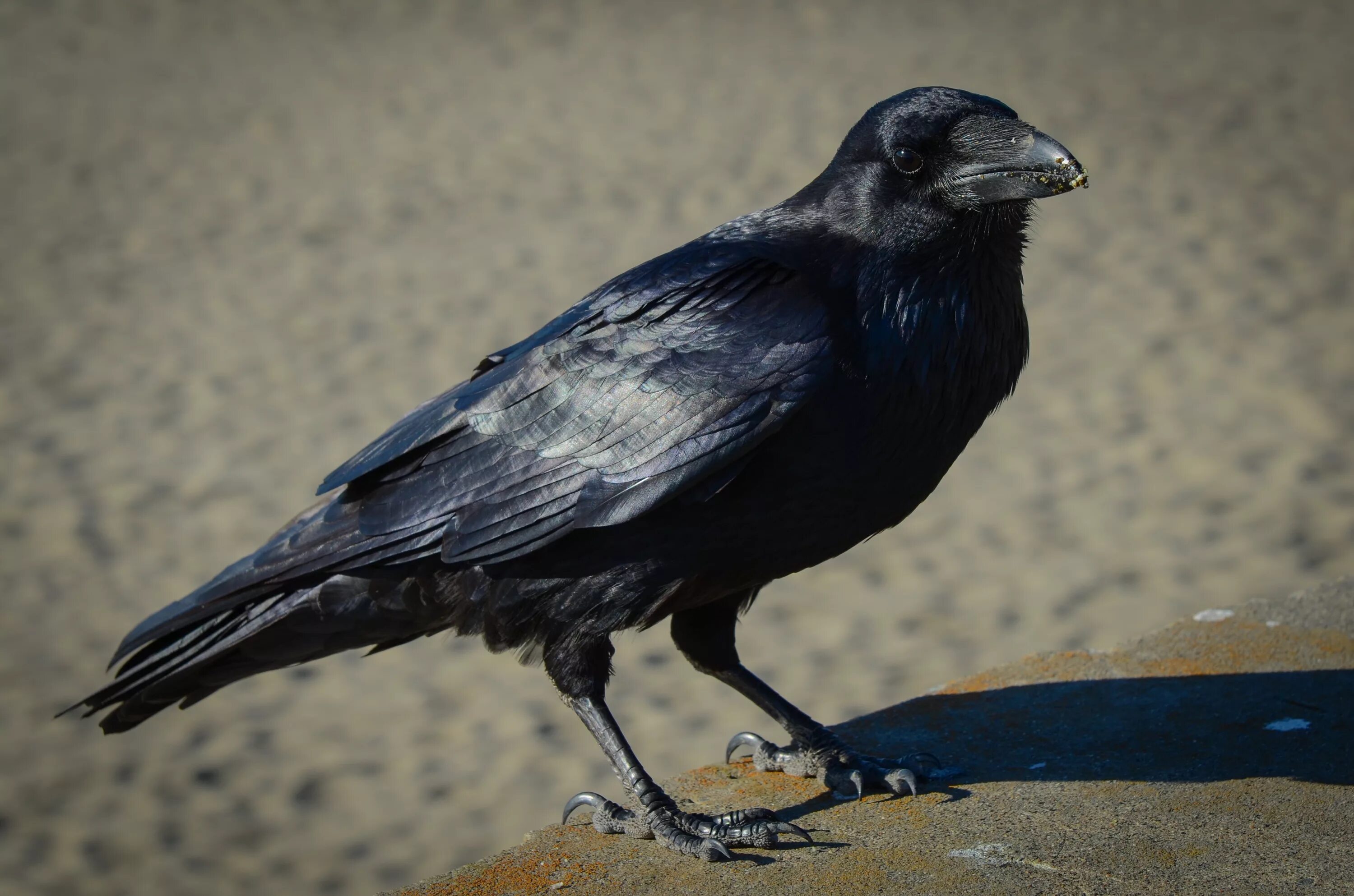 Лапка вороны. Corvus Corax птица. Лапы ворона референс. Ворон. Ворон обыкновенный.