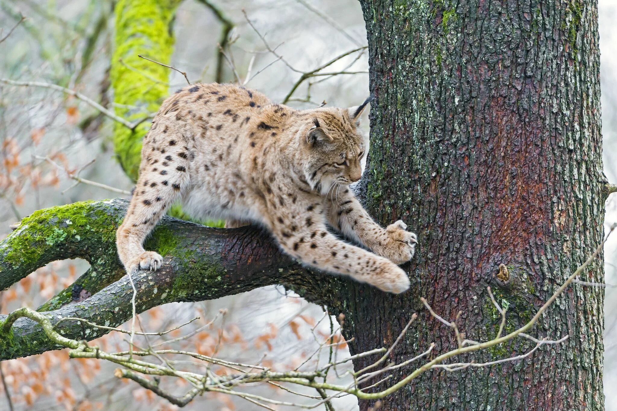 Рысь - Lynx Lynx (Linnaeus, 1758). Рысь Подмосковная. Рысь европейская обыкновенная. Рысь Сибирская краснокнижная. Рысь и птицы