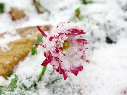 Песни цветы под снегом