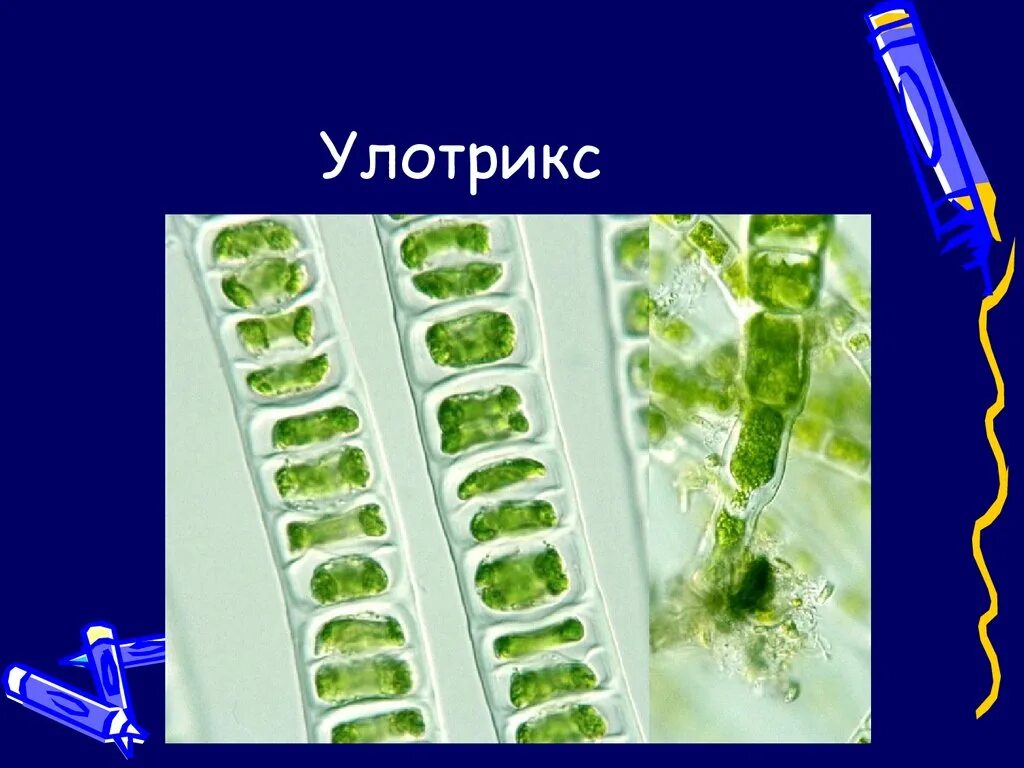 Строение нитчатых водорослей