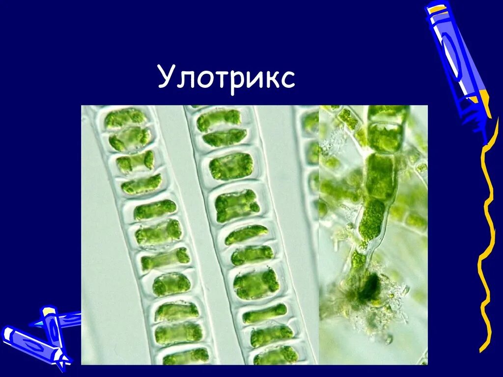 Клетка многоклеточных водорослей. Ламинария и улотрикс. Зеленые водоросли улотрикс. Улотрикс клеточная стенка. Нитчатый таллом улотрикса.