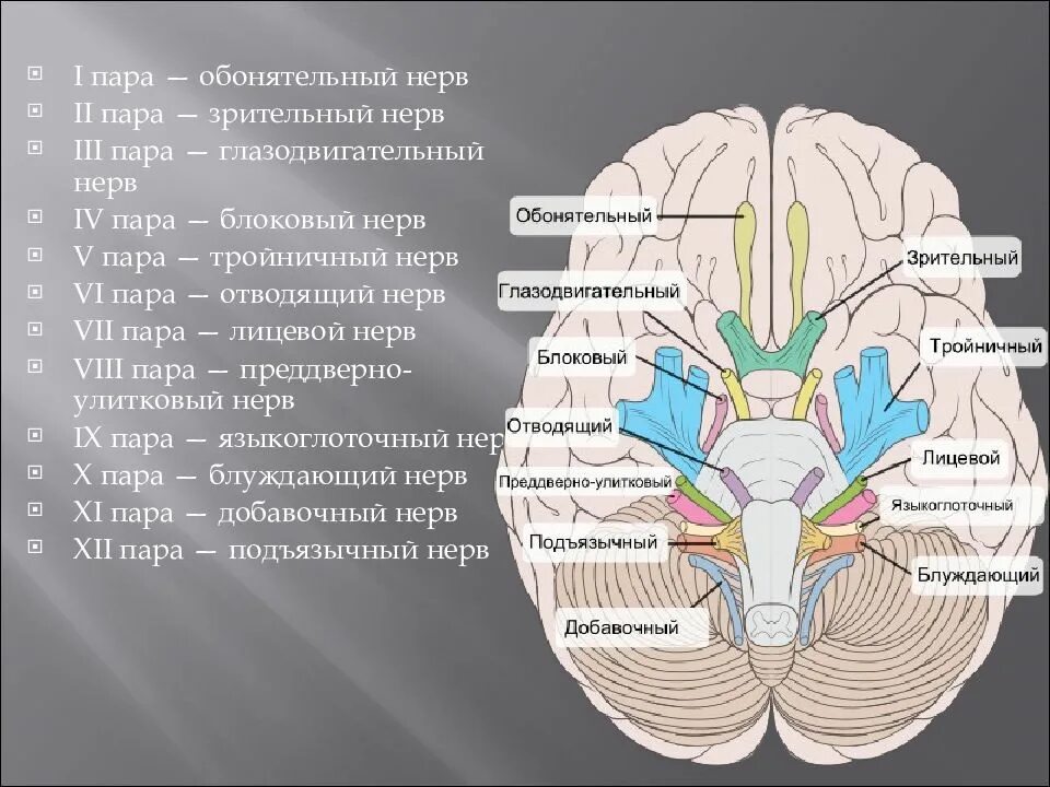Черепно-мозговые нервы 12. Волокна черепно мозговых нервов. Черепные нервы 5 и 6. 12 Пар черепно мозговых нервов.