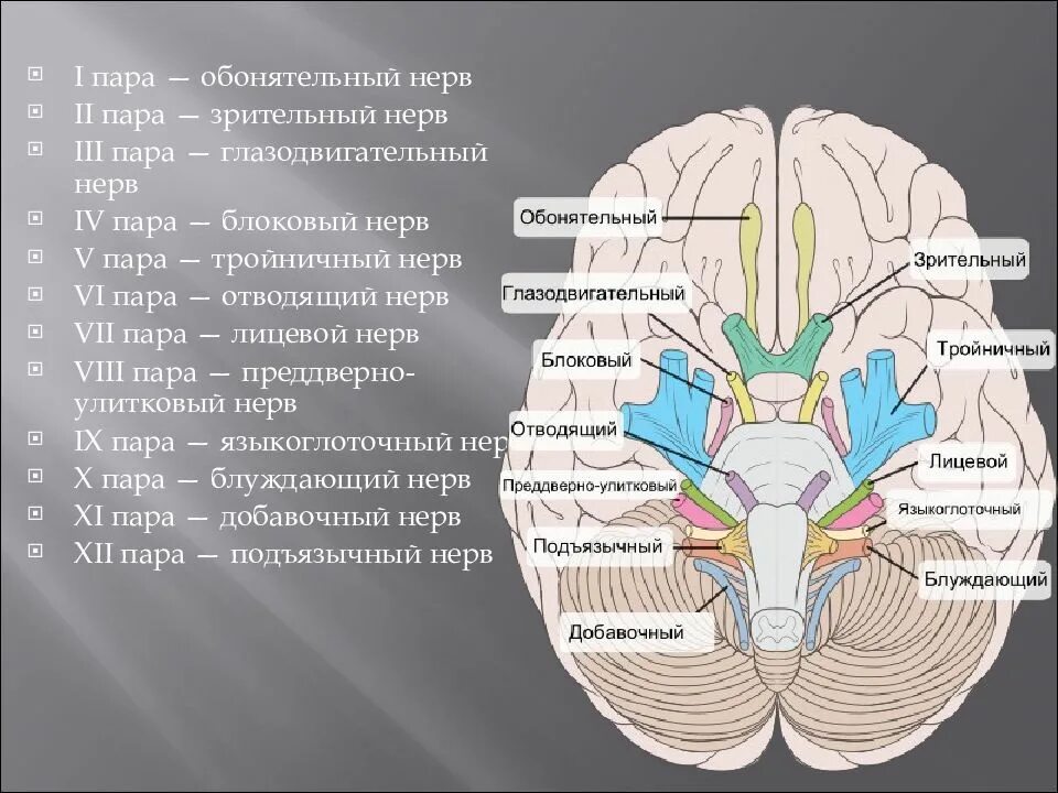 Иннервация черепных нервов. Черепно-мозговые нервы 12. Волокна черепно мозговых нервов. Черепные нервы 5 и 6. 12 Пар черепно мозговых нервов.