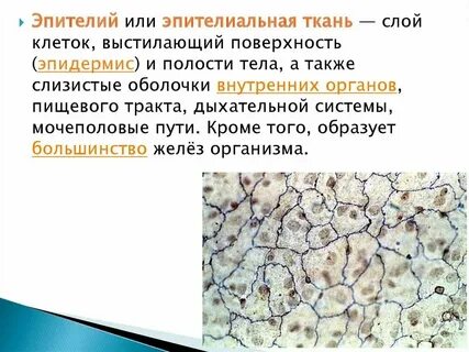 Эпителиальные ткани образованы клетками