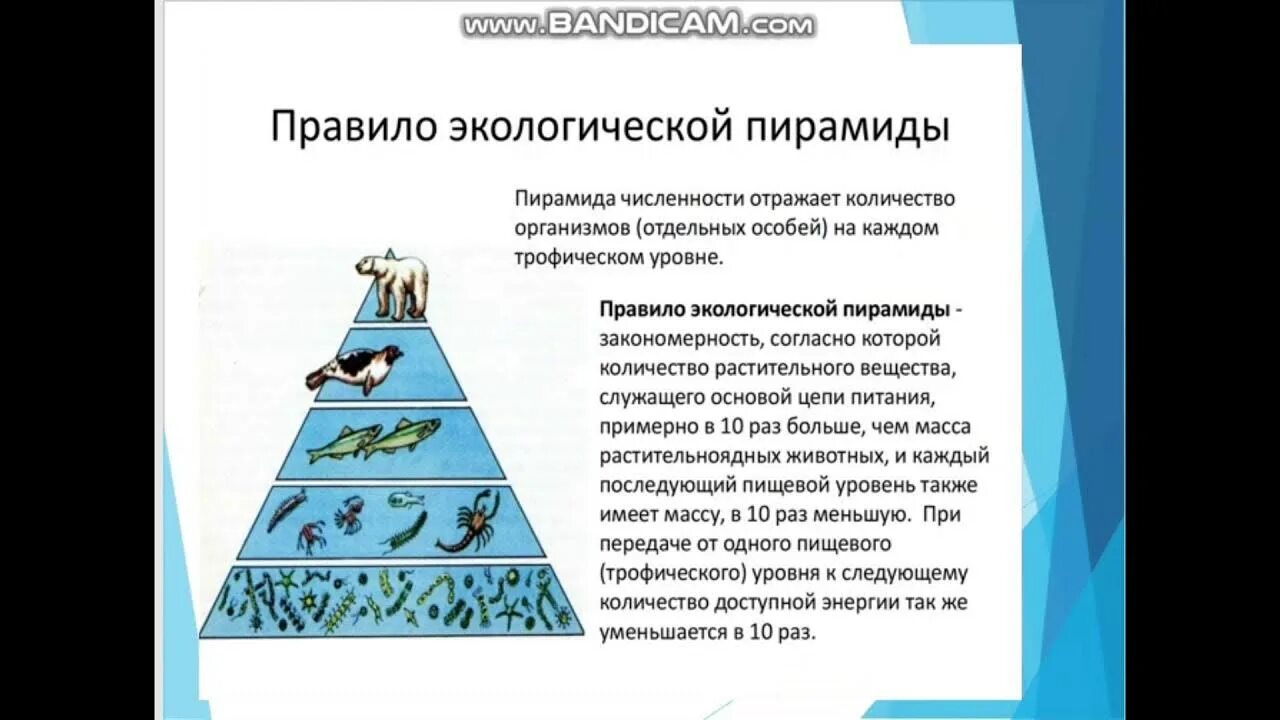 Пирамиды биология 11 класс. Экологическая пирамида это в биологии 11 класс. Экологическая пирамида 11 класс. Правило экологической пирамиды. Виды экологических пирамид.