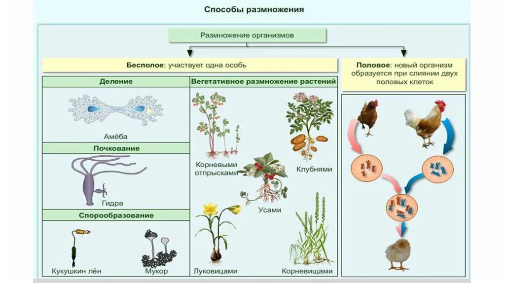 Все живые размножаются. Размножение живых организмов. Процесс бесполого размножения. Темы по биологии. Половое размножение растений.