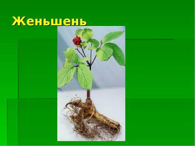 Проект красная книга женьшень Женьшень занесен в красную книгу фото