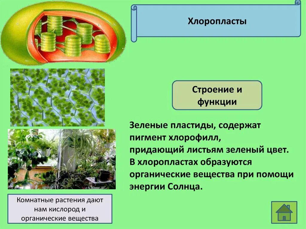 Сходство хлоропластов. Хлоропласты хлорофилл лейкопласты. Зеленые пластиды листа. Пигменты пластид. Хлорофилл и фотосинтез. Хлоропласты зеленые пластиды функции.