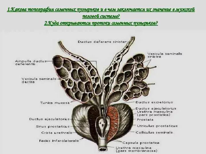 Семенной пузырек строение и топография. Предстательная железа и семенные пузырьки анатомия. Семенные пузырьки анатомия строение. Мужская половая система семенные пузырьки.