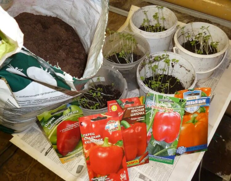 когда садить семена на рассаду. таблица посева семян на рассаду. рассада. рассада перца. перец царевич рассада.
