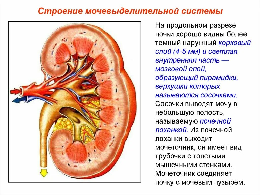 Полость лоханки. Почки мочевыделительная система анатомия. Анатомия мочевыделительной системы строение почки. Выделительная система строение и функции почек. Выделительная система почки корковый слой.