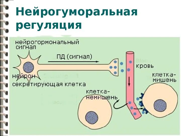 Что не характерно для гуморальной регуляции. Механизмы нейрогуморальной регуляции. Нейрогуморальная система регуляции метаболизма. Нецрогуморяльнач оешуляция. Нейрогормонвльная решуляция.