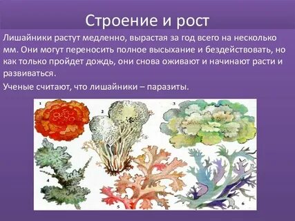 Верные суждения о лишайниках